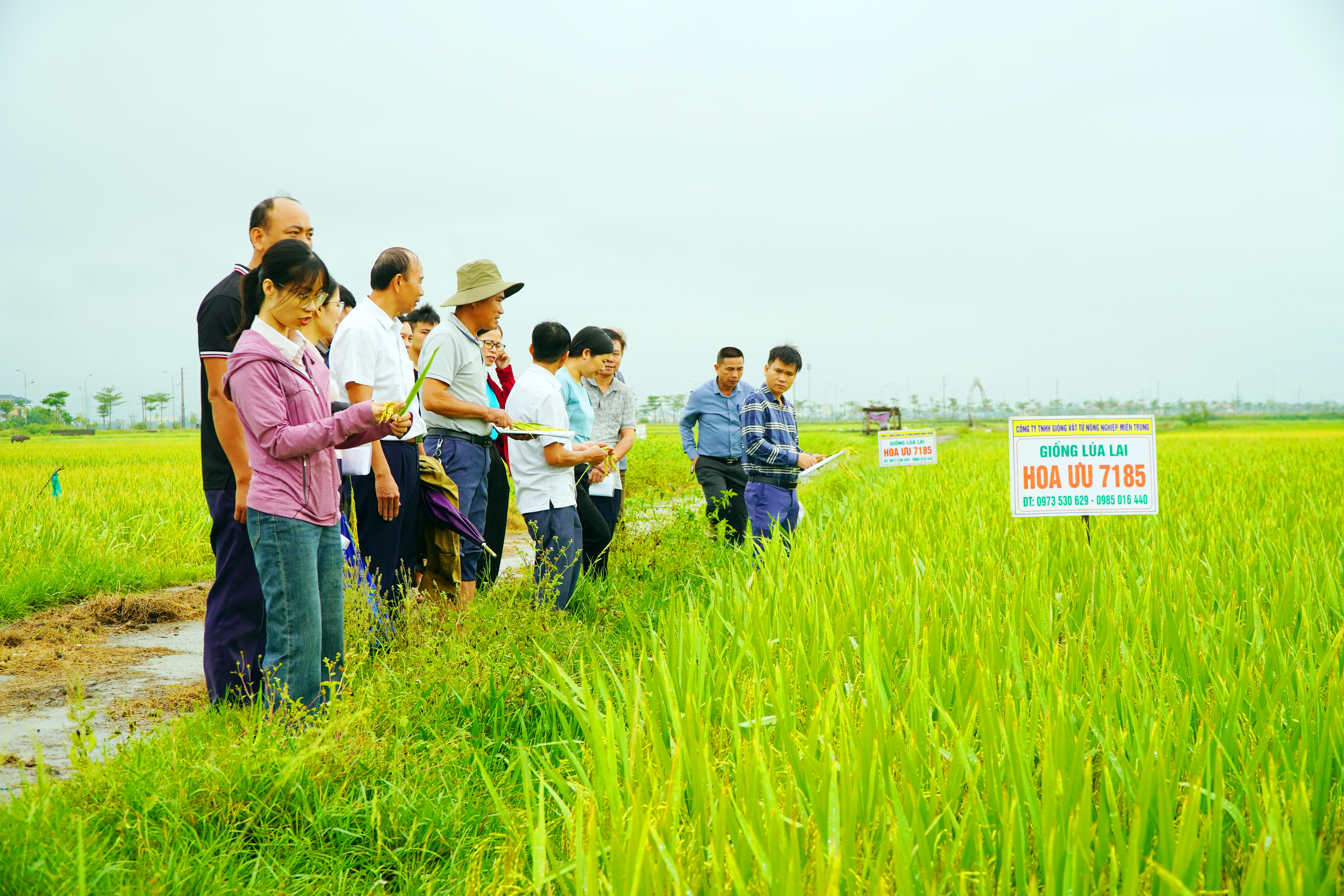 Triển vọng từ giống lúa lai Hoa ưu 7185