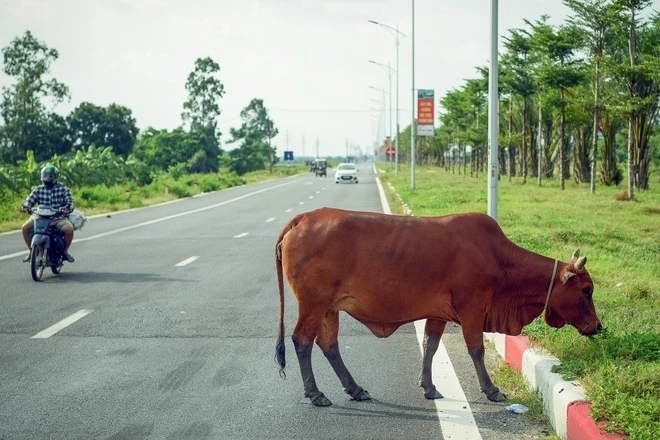 Chấm dứt tình trạng thả rông trâu, bò – trách nhiệm vì môi trường, an toàn và văn minh đô thị