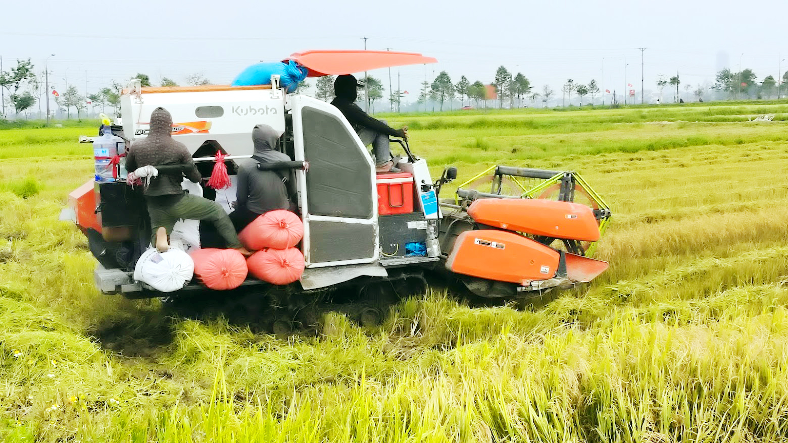 Trần Phú khẩn trương thu hoạch lúa Hè Thu, chủ động ứng phó mưa lớn