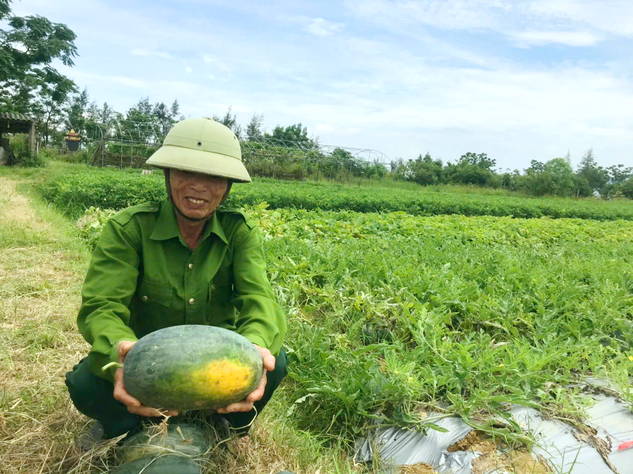 Nông dân Trần Phú phấn khởi vào vụ thu hoạch dưa