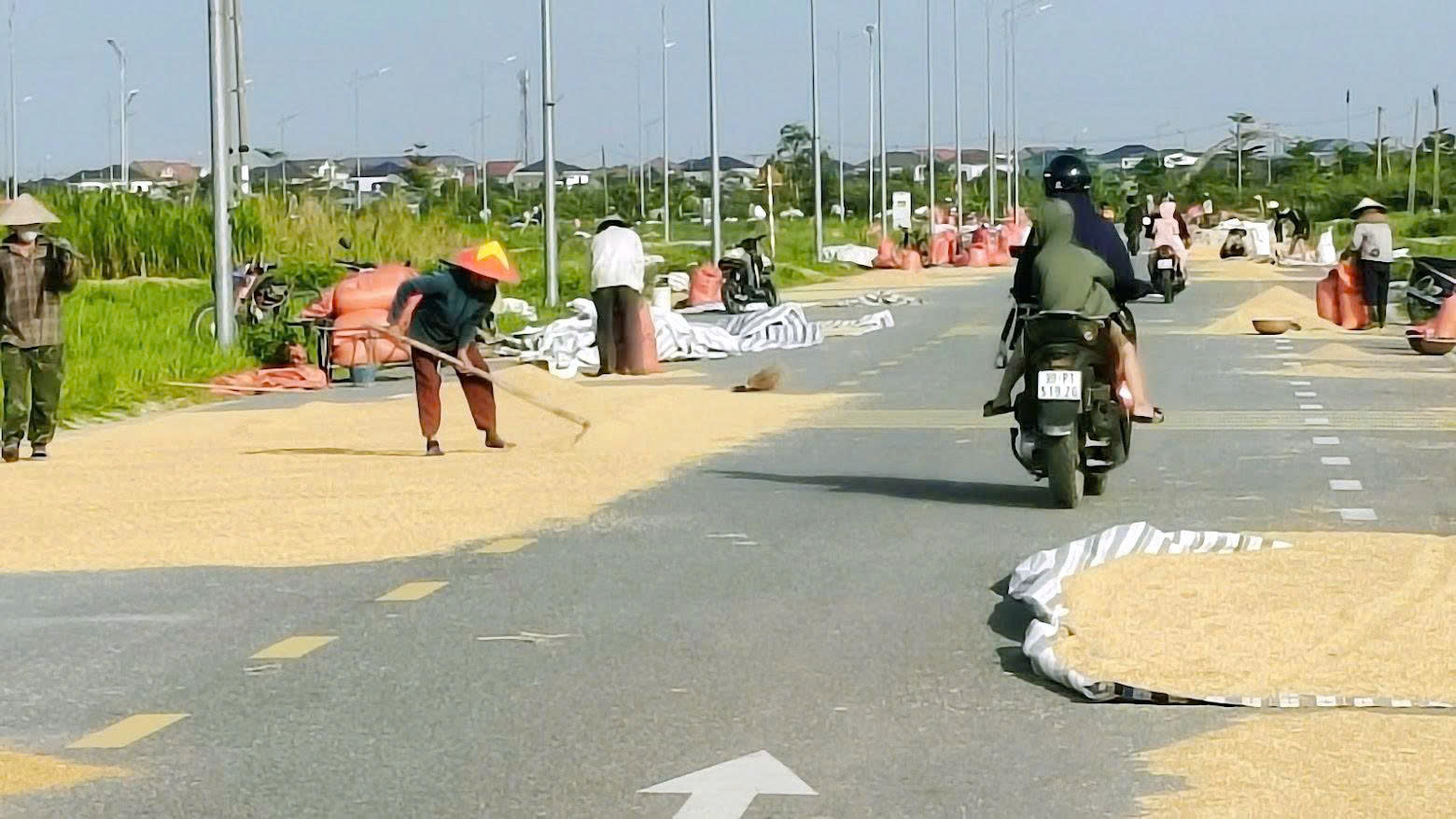 Phơi lúa trên đường: tiện một nhà, nguy cho muôn người