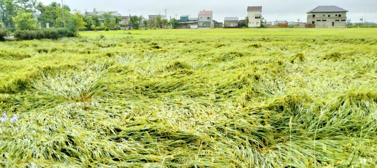 Chủ động triển khai đồng bộ các giải pháp bảo vệ sản xuất nông nghiệp trước mùa mưa bão năm 2026
