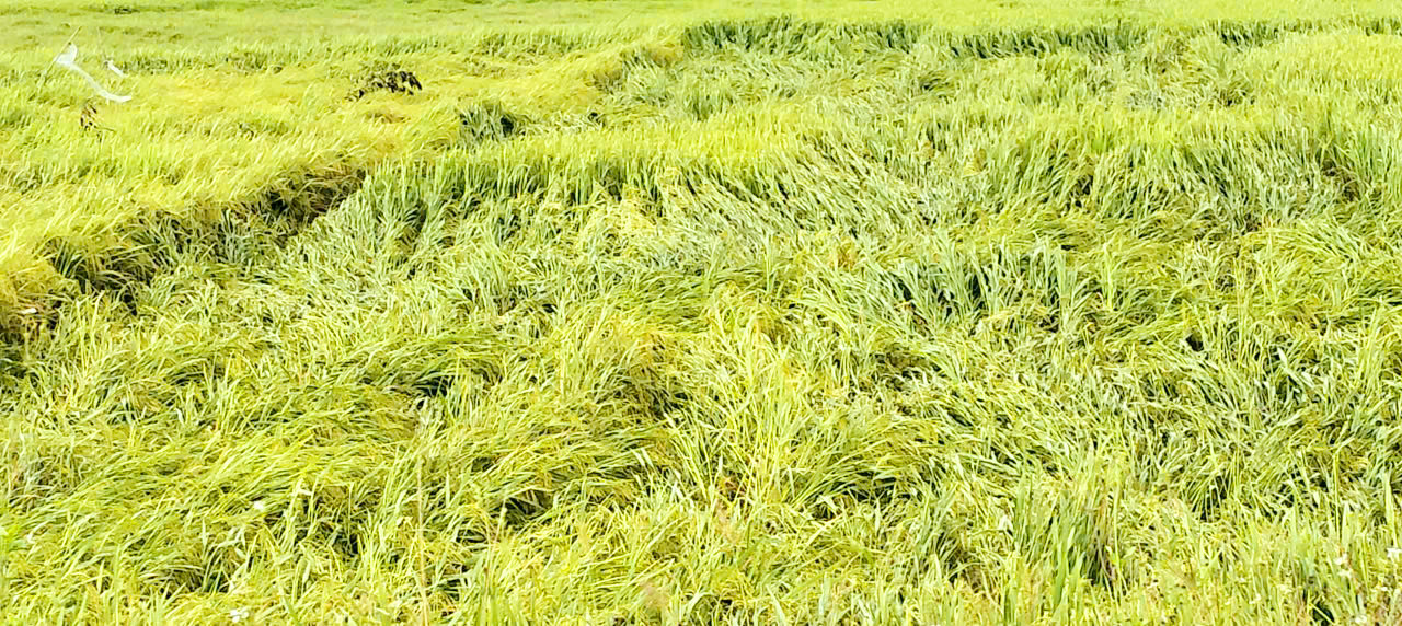 Giông lốc gây thiệt hại nặng, phường Trần Phú khẩn trương ứng phó