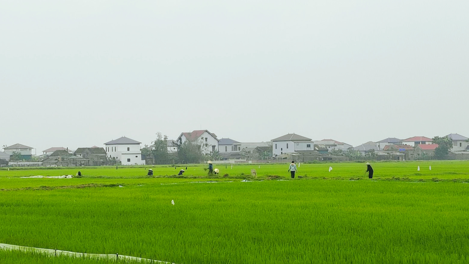 Chủ động bón thúc đón đòng – chìa khóa nâng cao năng suất lúa vụ Xuân 2026