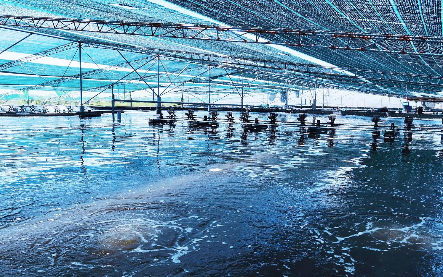 Phường Trần Phú phát triển nông nghiệp đô thị theo hướng công nghệ cao