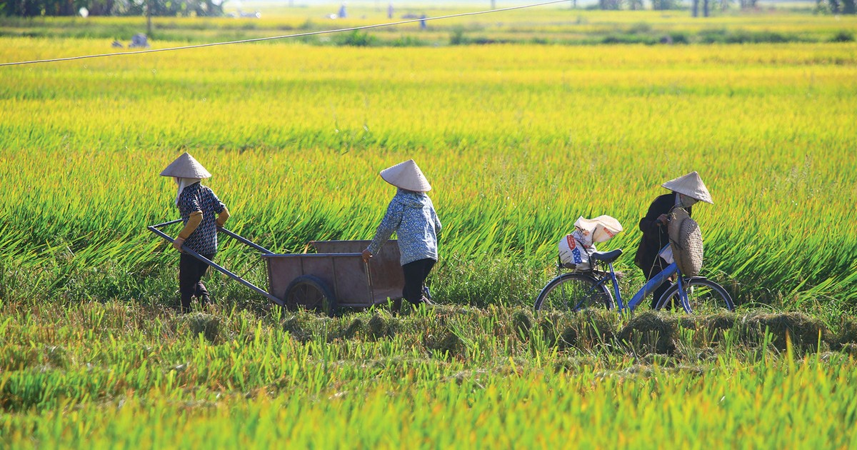 Tăng mức hỗ trợ phí bảo hiểm nông nghiệp